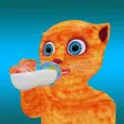 Help Cat