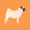 SMS Filter for Doge