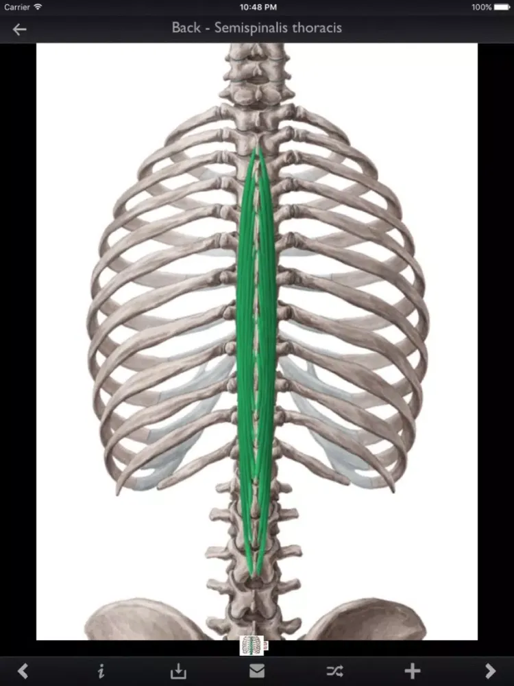 Tangkapan skrin Human Muscles iPad 