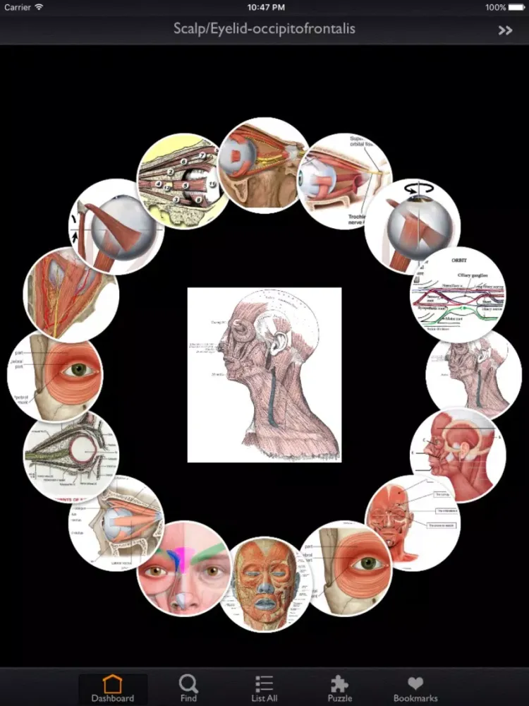 Tangkapan skrin Human Muscles iPad 
