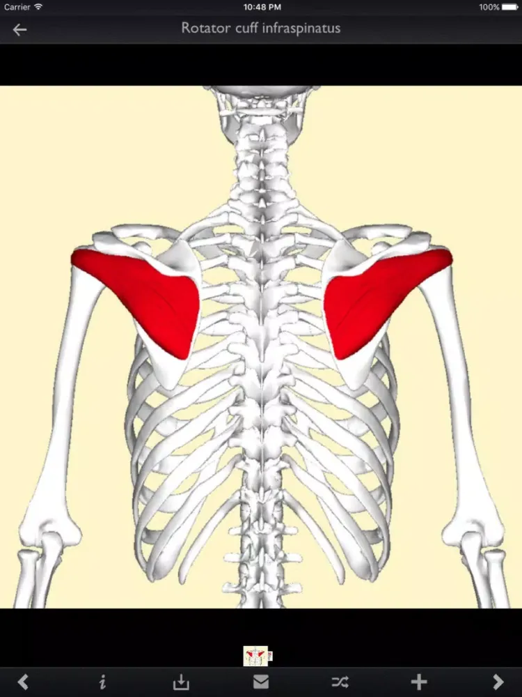 Tangkapan skrin Human Muscles iPad 