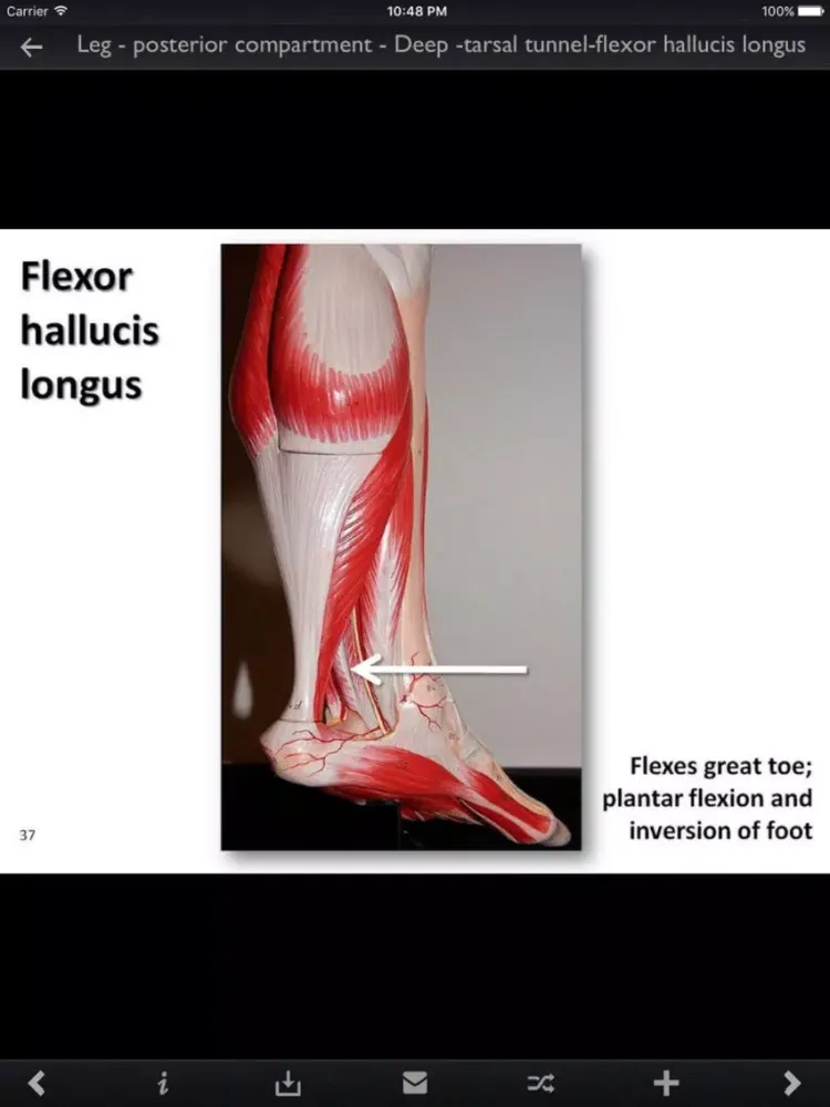 Tangkapan skrin Human Muscles iPad 