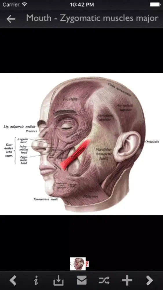 Tangkapan skrin Human Muscles