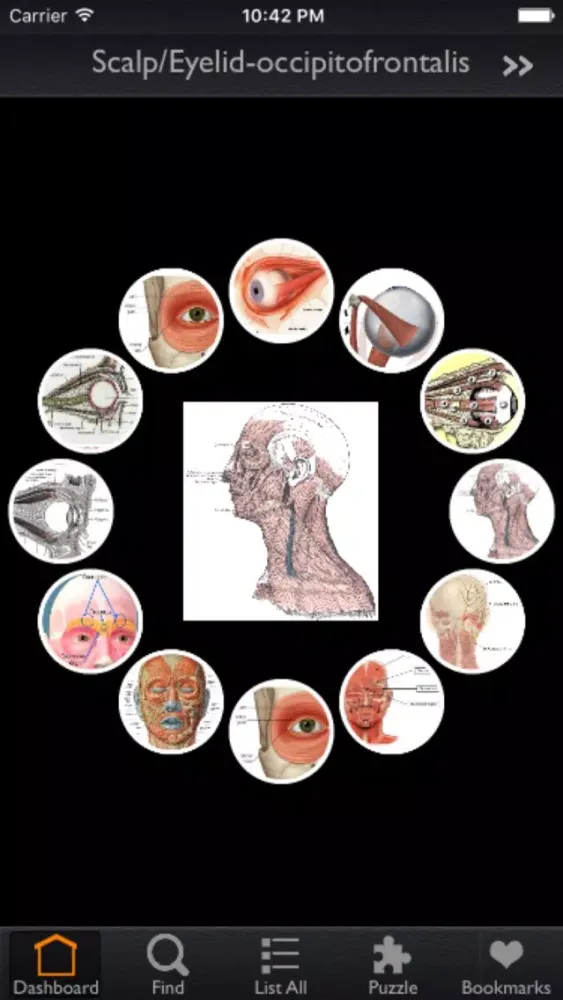 Tangkapan skrin Human Muscles