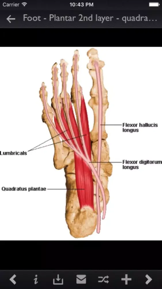Tangkapan skrin Human Muscles
