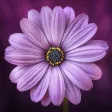 Flowers Wallpapers: HD