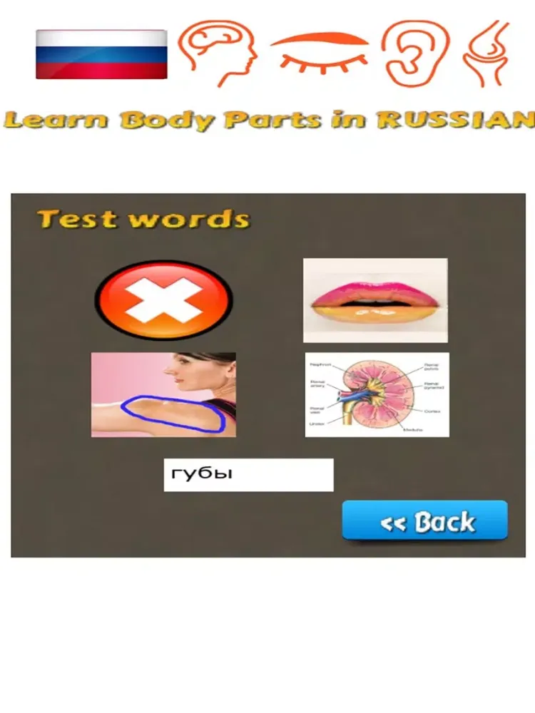 Capturas de tela do Learn Body Parts in Russian iPad 