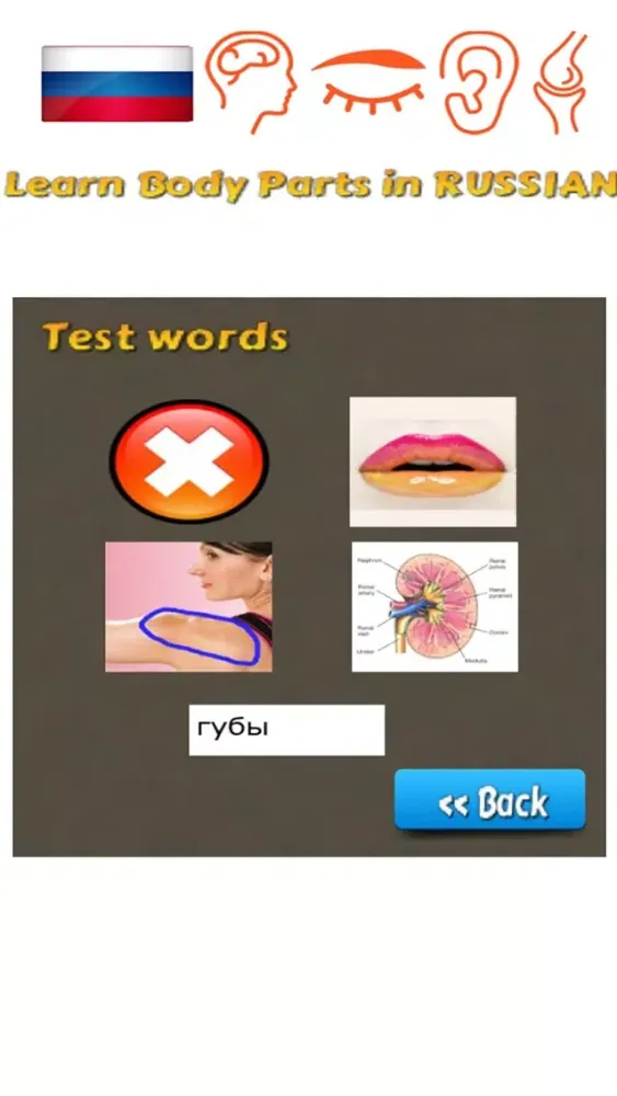 Capturas de tela do Learn Body Parts in Russian