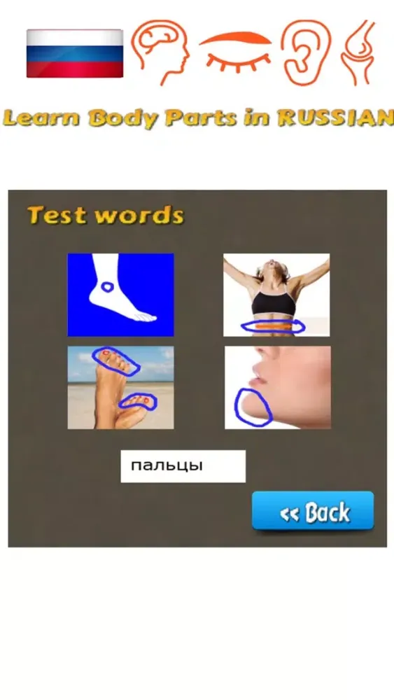 Capturas de tela do Learn Body Parts in Russian