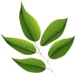 Musmera Temizlik