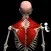 Anatomy by Muscle & Motion
