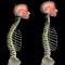 Kyphosis & Rounded Back