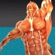 Muscle Test part 3 Muscle Test part 3