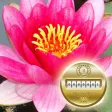 MWC.Heart Sutra MWC.Heart Sutra