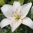 Lilly Flower HD Wallpapers