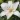 Lilly Flower HD Wallpapers