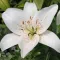 Lilly Flower HD Wallpapers