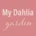 My Dahlia Garden