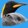 Antarctic Wildlife Guide