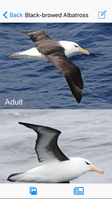 Tangkapan layar Antarctic Wildlife Guide