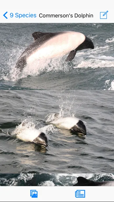 Tangkapan layar Antarctic Wildlife Guide