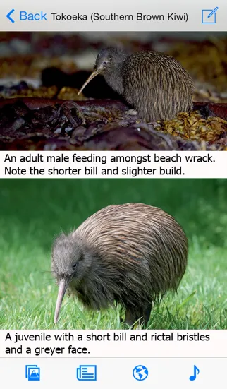 Capturas de tela do Birds of New Zealand LITE