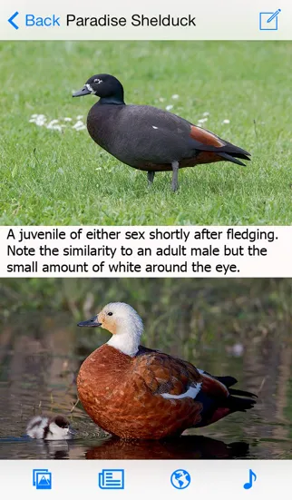 Capturas de tela do Birds of New Zealand LITE