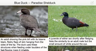 Capturas de tela do Birds of New Zealand LITE