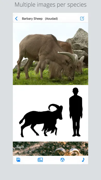Stuarts European Mammals Screenshots