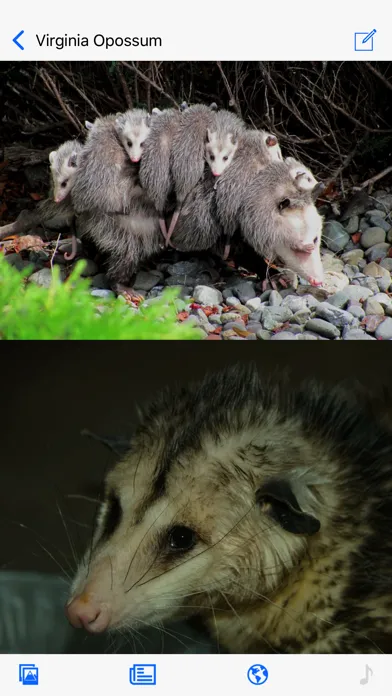 Stuarts North American Mammals Screenshots