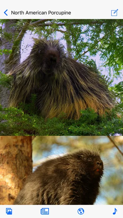 Stuarts North American Mammals Screenshots