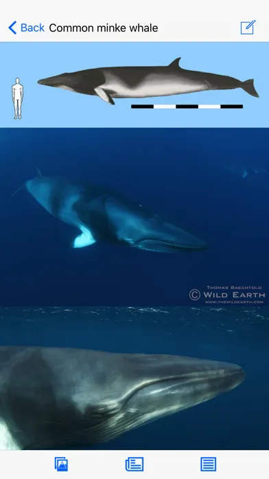 صور Dolphins and Whales
