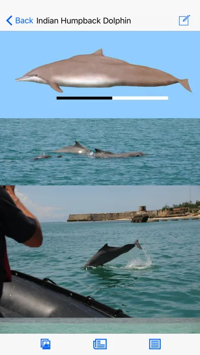 صور Dolphins and Whales