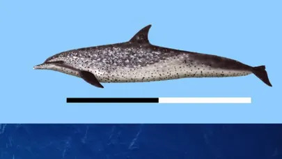 صور Dolphins and Whales