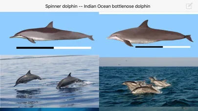 صور Dolphins and Whales