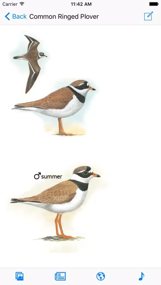 Zrzuty ekranu North Africa Birds