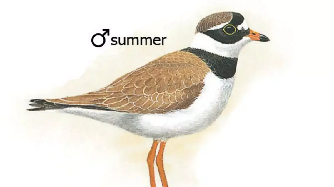Zrzuty ekranu North Africa Birds