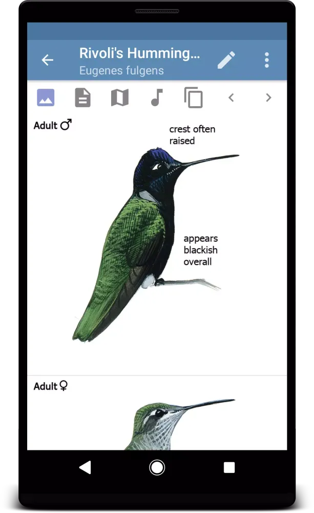 Sibley Guide to Hummingbirds應用截圖