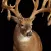 2016 3D Big Deer : Hunting Sniper Survival Free