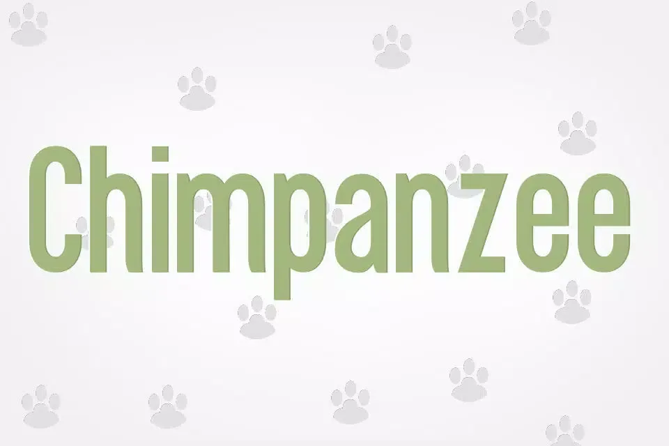 صور Funtastic Animal Facts Flashcards Lite