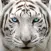 Big Cat Rescue App