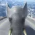 Highway Elephant