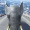 Highway Elephant