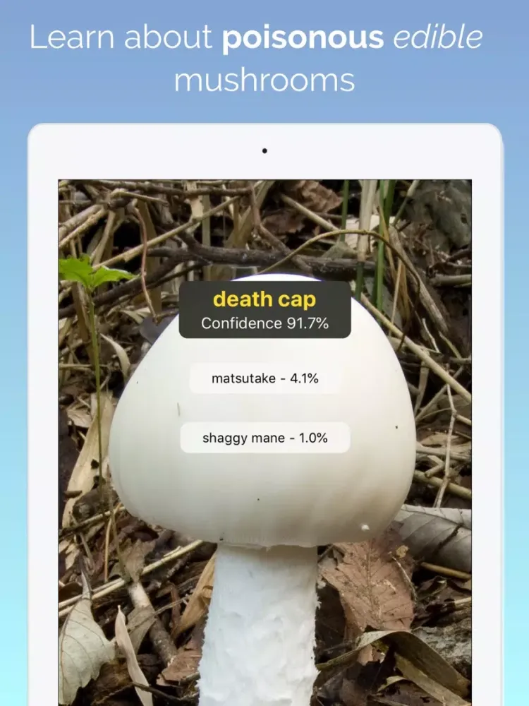 What's this mushroom? iPad  Screenshots
