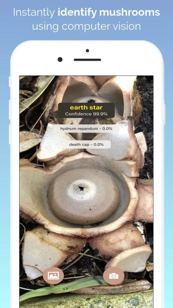 What's this mushroom? Screenshots