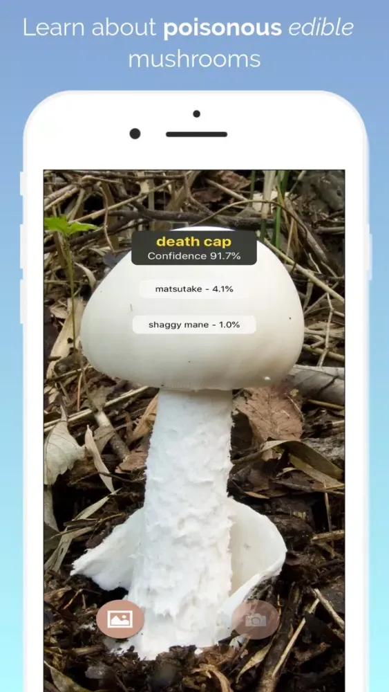 What's this mushroom? Screenshots