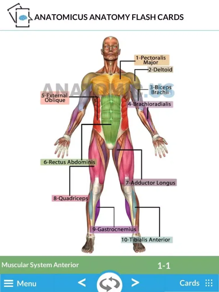 Capturas de tela do Anatomy Cards iPad 
