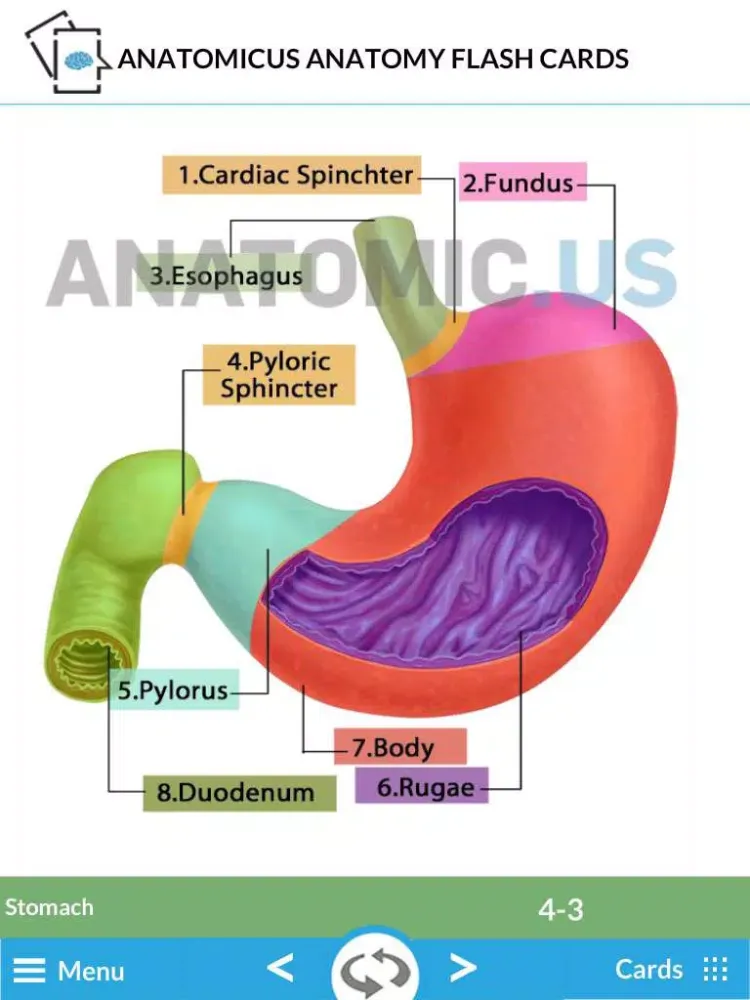 Capturas de tela do Anatomy Cards iPad 