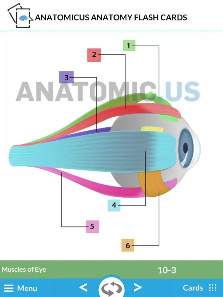 Capturas de tela do Anatomy Cards iPad 