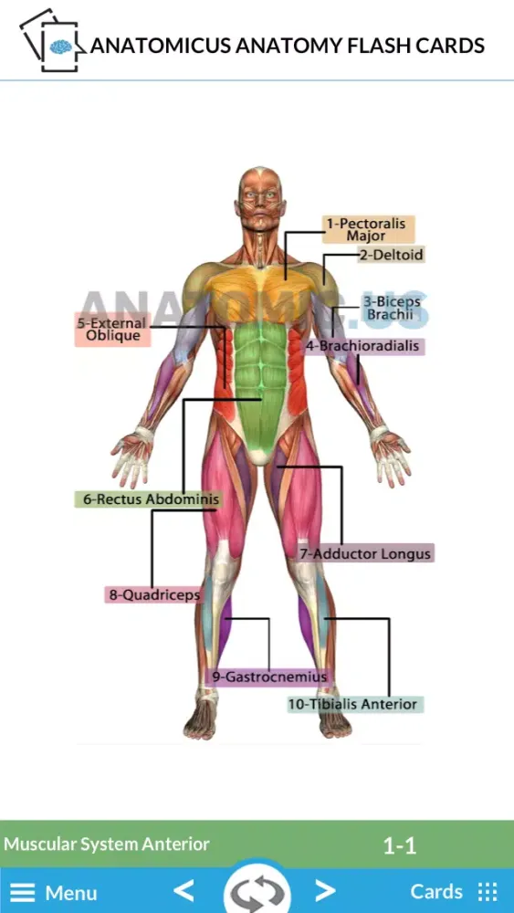 Capturas de tela do Anatomy Cards